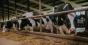 На Сумщині з’явився перший учасник проєкту Сімейні молочні ферми