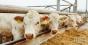 Ферма на Хмельниччині отримує 98% молока екстракласу