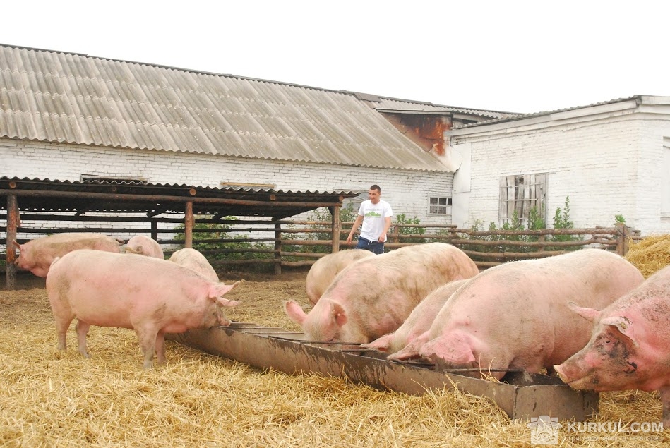 Свиньи как бизнес видео. Свиноферма. Разведение свиней. Крестьянско-фермерское хозяйство выращивание свиней. Свиньи как бизнес.