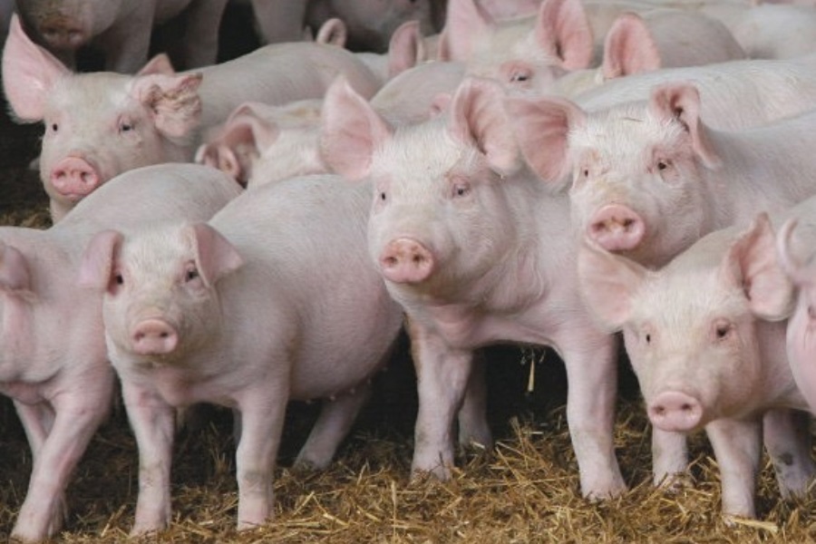 Куплю свинину живым. Свинья. Свиноводство. Много свиней. Фото свиньи.