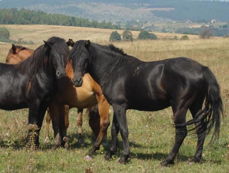 Боснійський поні