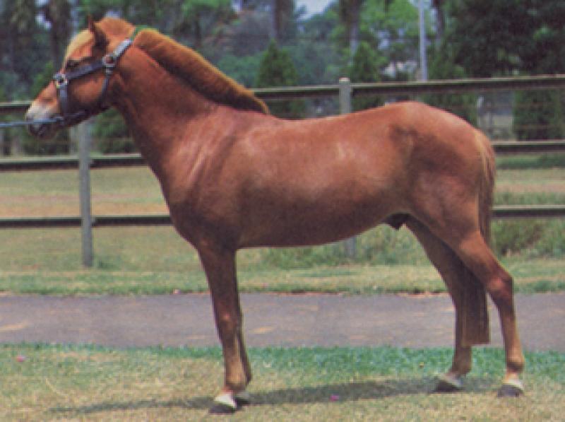 Сандалвудський поні