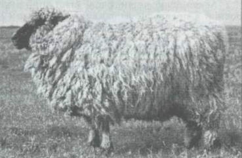 Асканійський тип чорноголових овець з кросбредною вовною