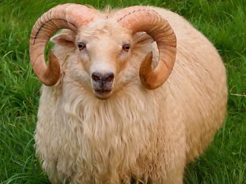 Ісландська вівця