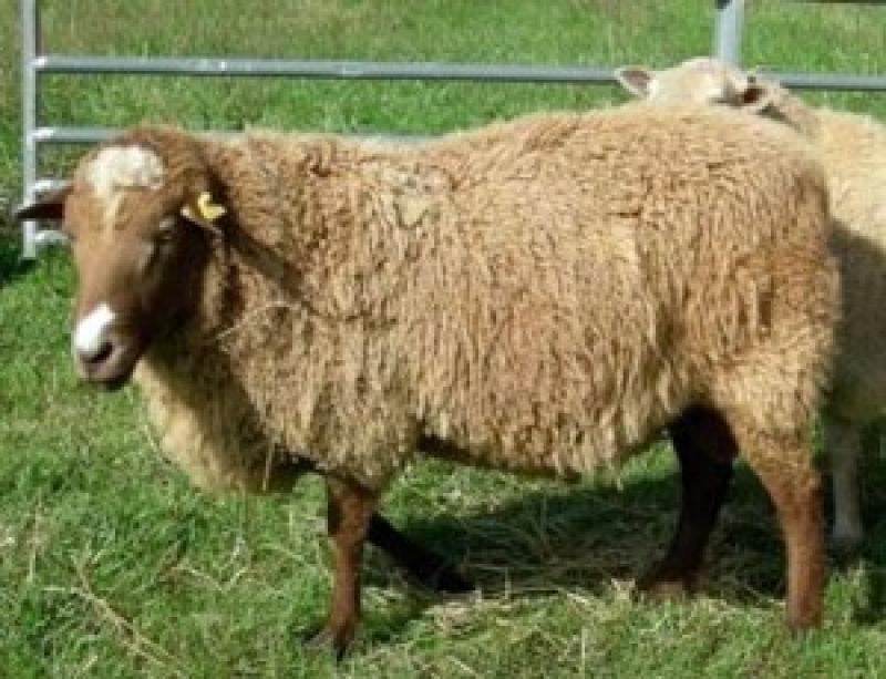 Купить алтайских овец. Саржинская парода Баранов. Сараджинская порода овец. Горноалтайская порода овец. Алтайская порода порода овец.