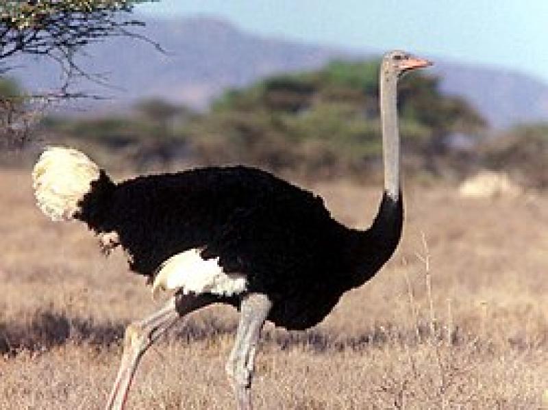 Горайо (Сомалійський страус)