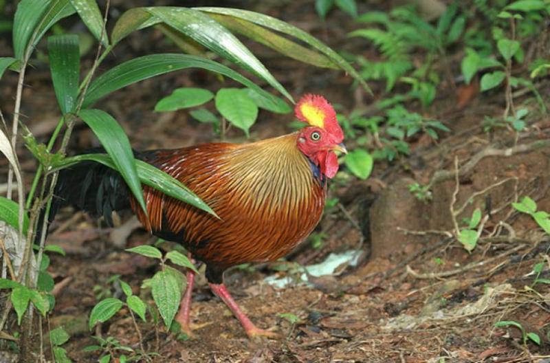 Цейлонські джунглеві кури