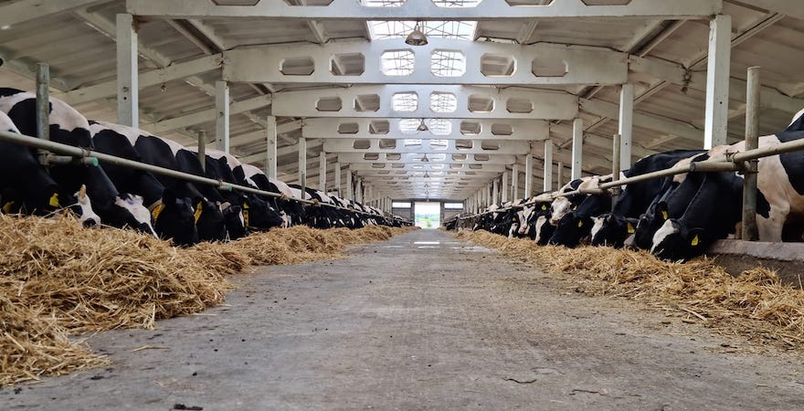 Молочна ферма (фото Наталі Коваль)