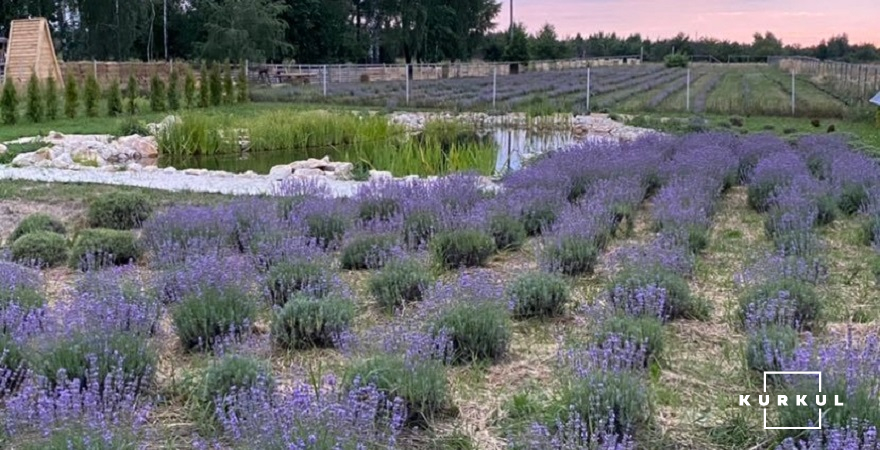Lavender Land в смт. Бородянка