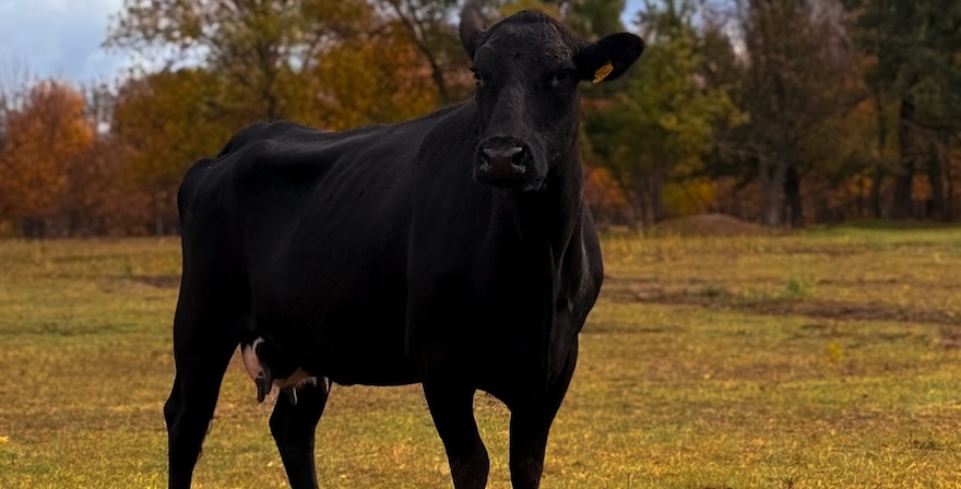 Абердин-ангуська порода, Bull Farm