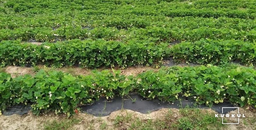 Плантація суниці садової, господарство Victoria Farm Київська обл.