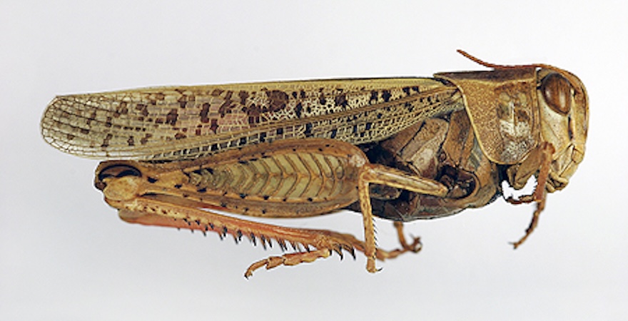 Італійський прус