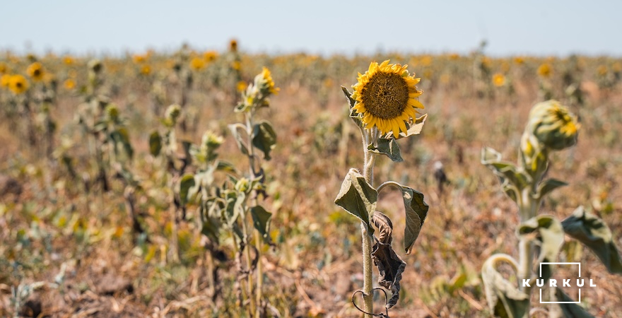 Соняшник в умовах посухи