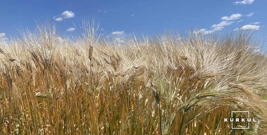 Озимий ячмінь