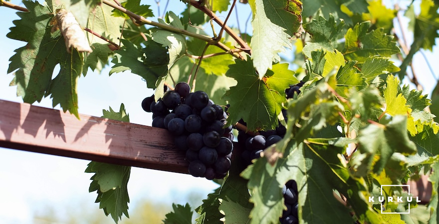 Виноградник