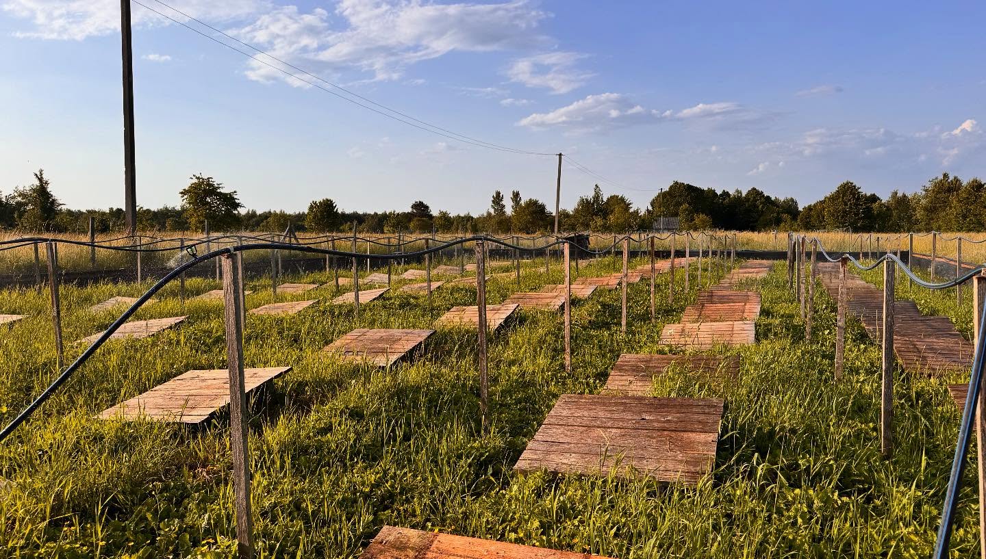 Равликова Ферма Mons Snail