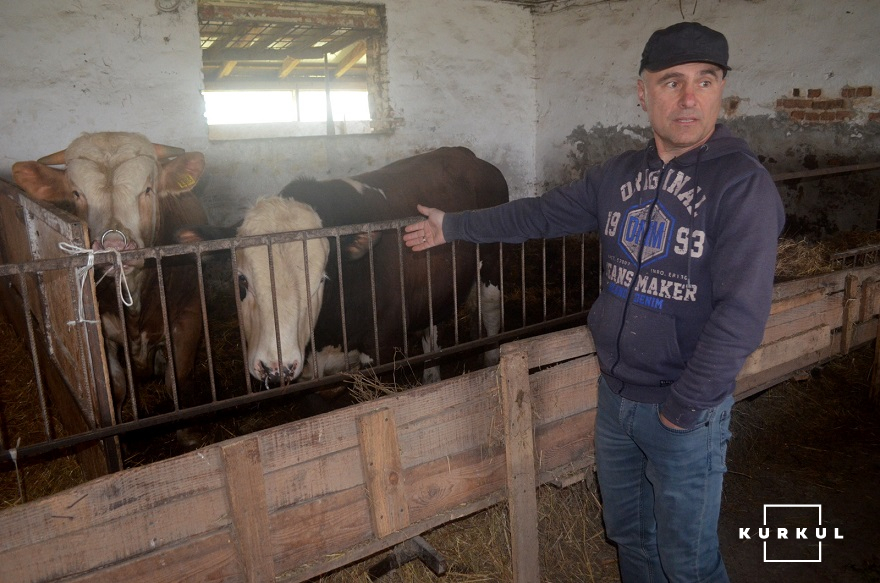 Корови господарства разом з Ігорем Небиловичем
