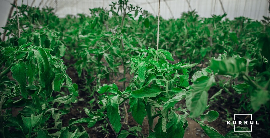 Наразі Любомир Гайдамака планує вирощувати помідори, огірки, салатну групу, перці чилі та солодкі