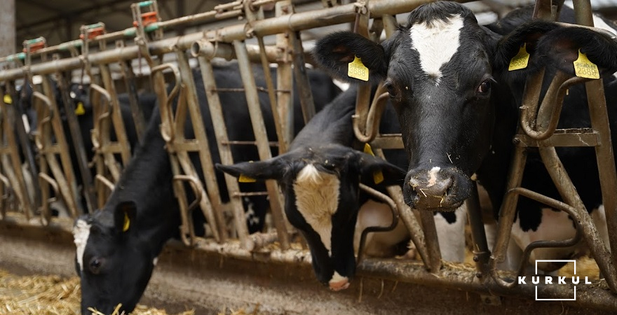 Минулого року на одну корову припадало 12300 тонн молока екстра-класу