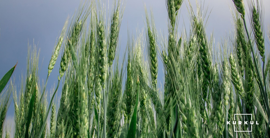 Пшениця в господарстві ФГ «ДІО»