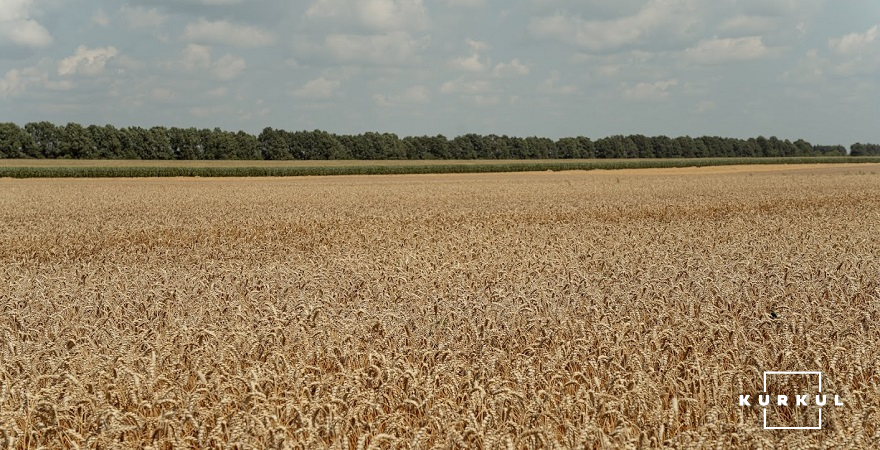 У 2021 році посівні площі під пшеницю склали 6,2 млн га