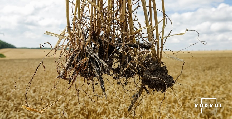 Зростання температури ґрунту вище 35°C спричиняє суттєві пошкодження кореневої системи