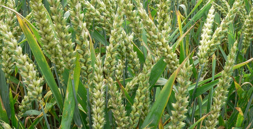 Арбускулярна мікориза дуже поширена у рослин, включаючи такі культури, як пшениця