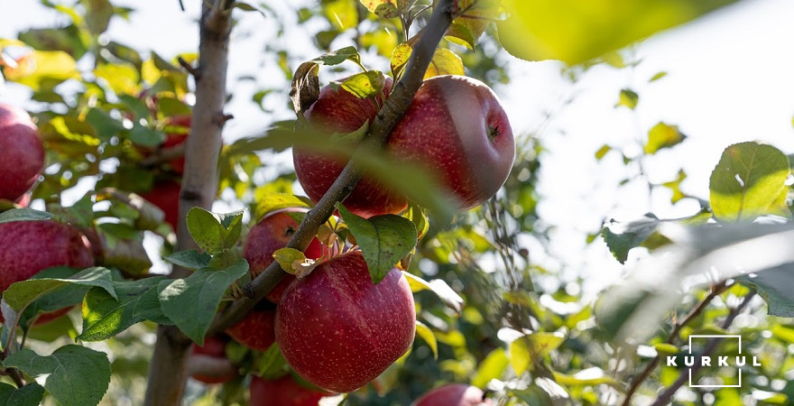 Яблука в саду Уманського національного університету садівництва