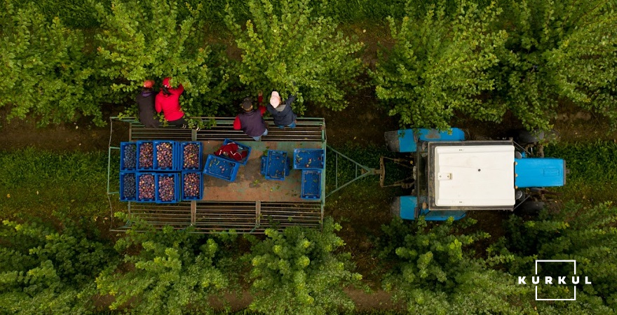 Збір фруктів на плантації «Ґрін Ґарден»