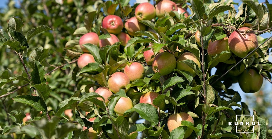 Яблука в саду підприємства «Ґрін Ґарден»