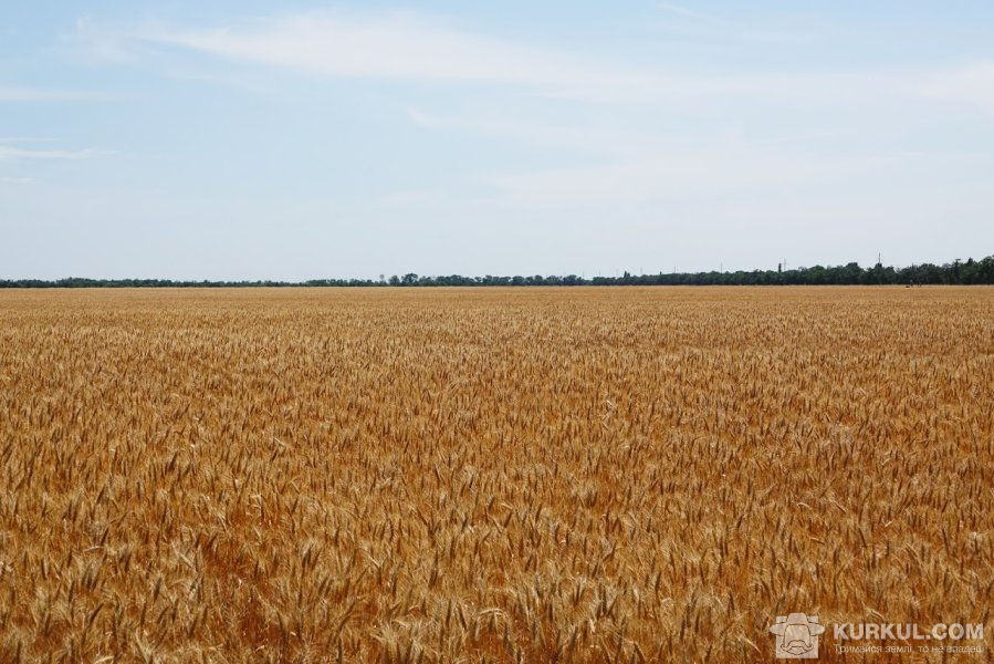 Пшеничне поле насіннєвого господарства «Корона»