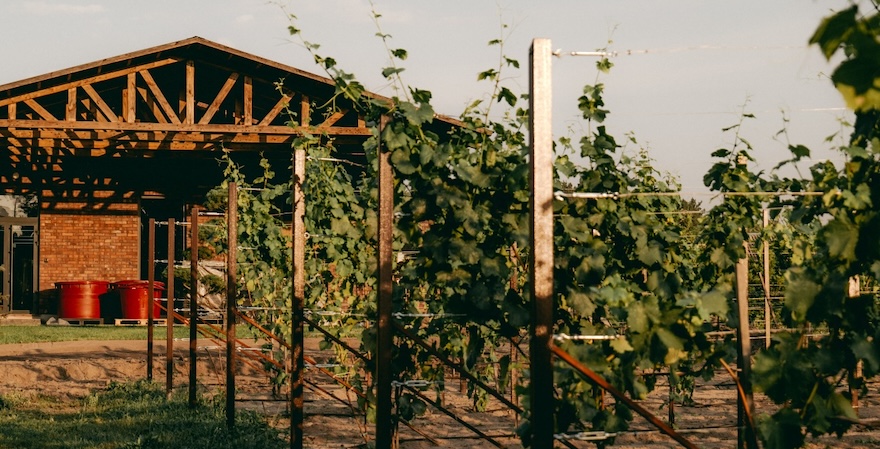 Виноробня Lowkowo