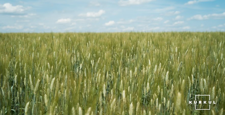 Пшениця на ФГ «Злагода»