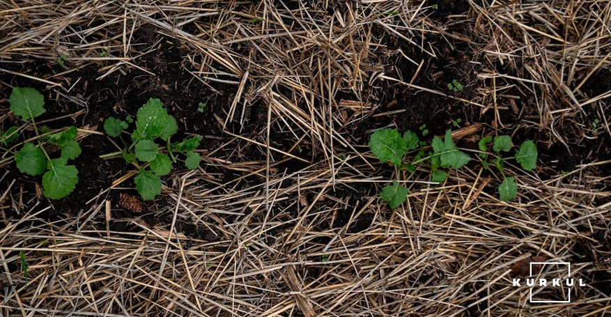 Посіви ріпаку