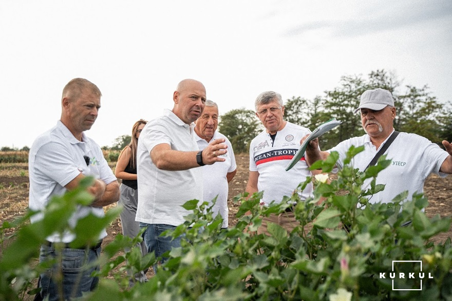 Огляд демо-посівів бавовнику