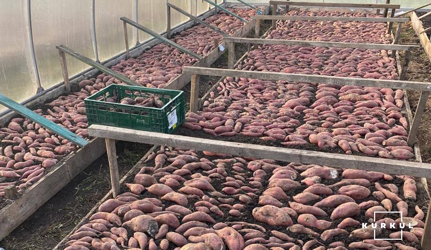 Урожай батату