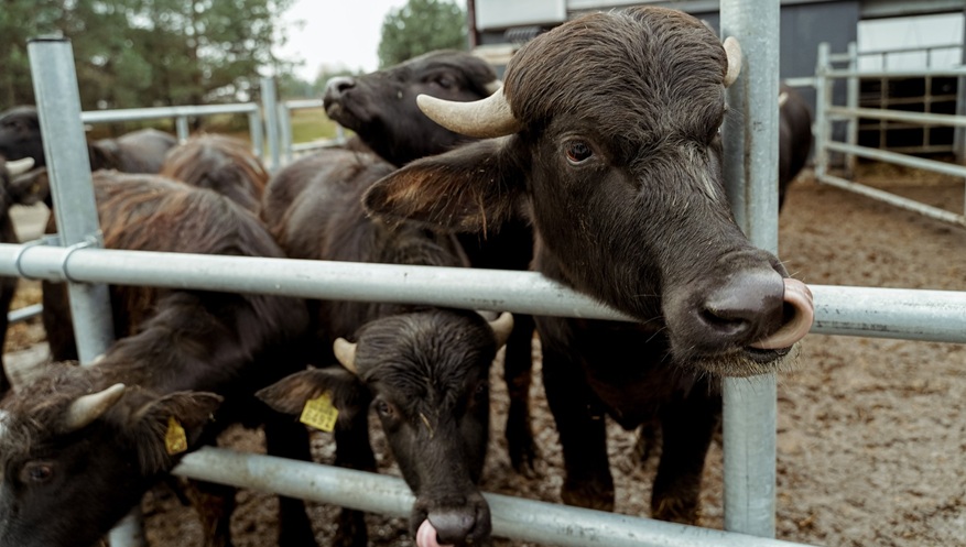 Буйволи TASbio