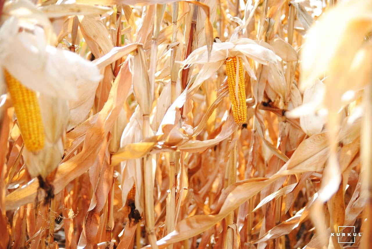 Аграрий и кукуруза. Кукуруза посевной материал. Структура урожая кукурузы. Пшеница и кукуруза. Какая урожайность кукурузы