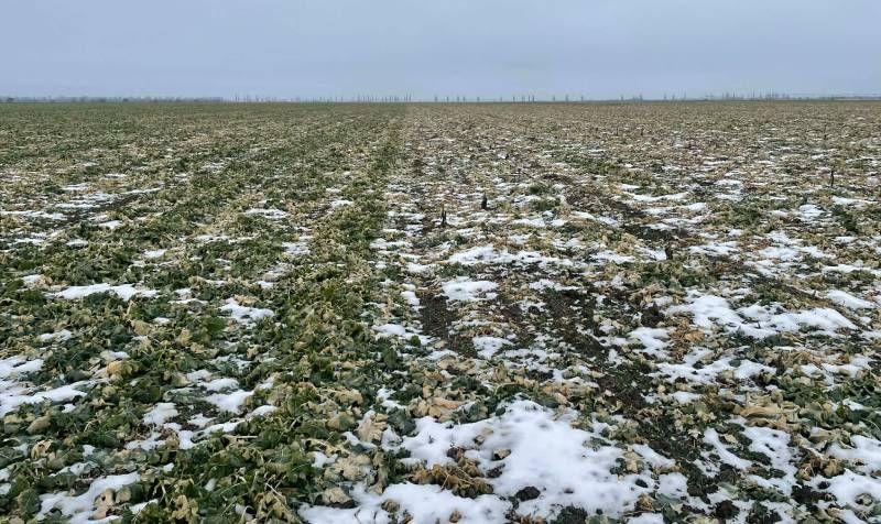 Ріпак підприємства «Авангард».