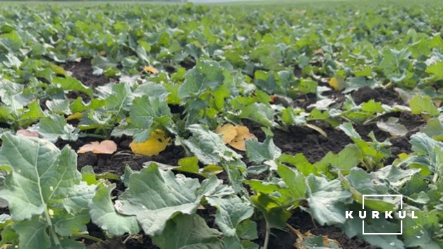 Посіви ріпаку