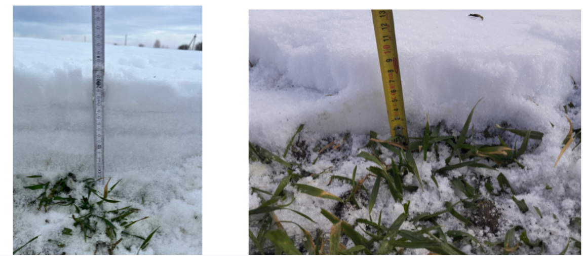 Висота снігового покриву перше фото з поля центр Хмельниччини, друге – північ Хмельниччини