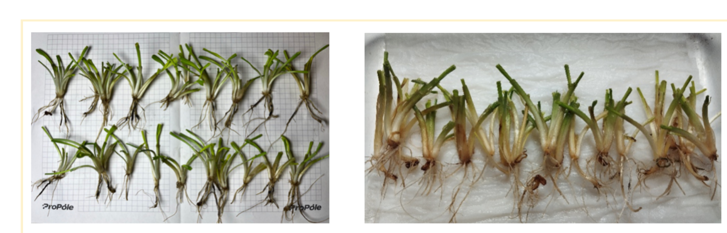 Результати відрощування рослин пшениці озимої у фазі кущення експрес методом. Перше фото з поля розташованого в центрі Хмельницької обл, друге – північ Хмельниччини