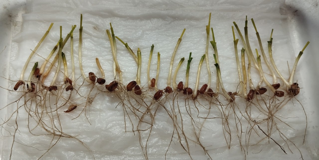 Результати відрощування рослин пшениці озимої у фазі двох-трьох листків експрес методом, фото з поля – північ Хмельниччини.