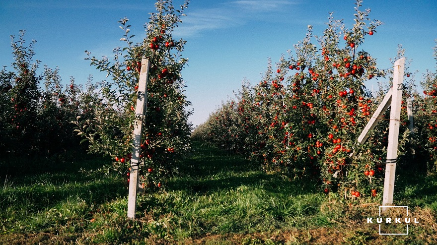 Яблучний сад