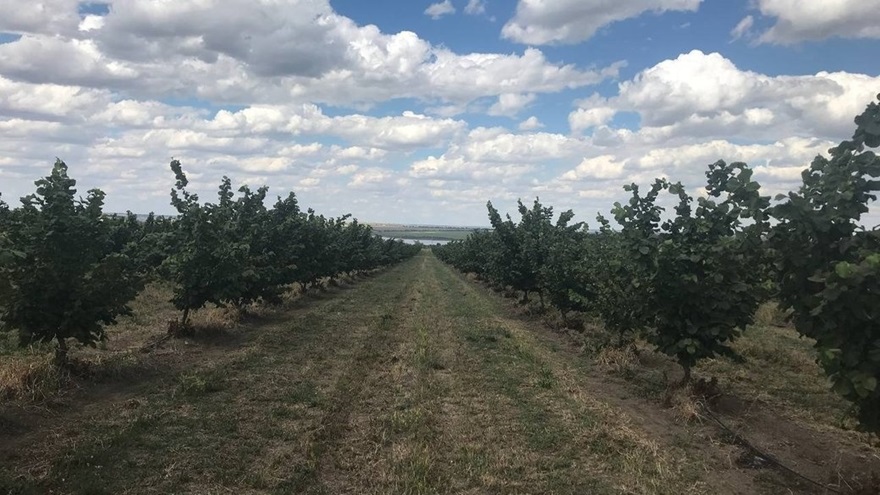 Плантації фундуку