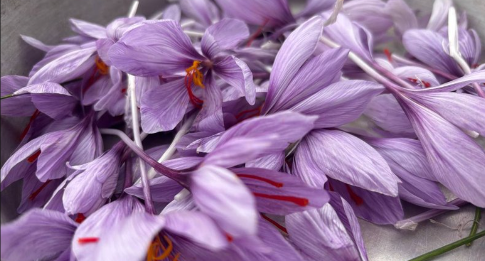 Шафран. Фото: суспільне Черкаси