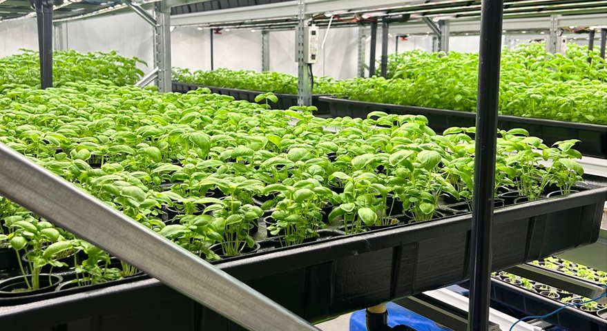  ферма Green Future