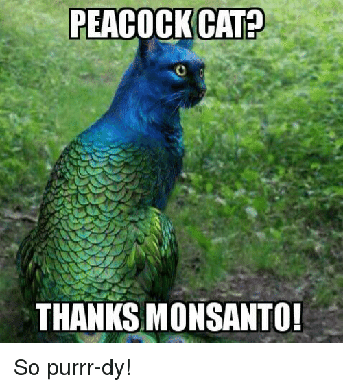 Павичекіт? Спасибі, Monsanto!