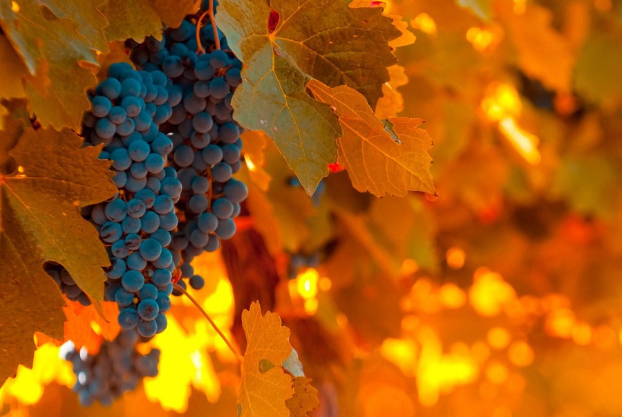 Виноград восени