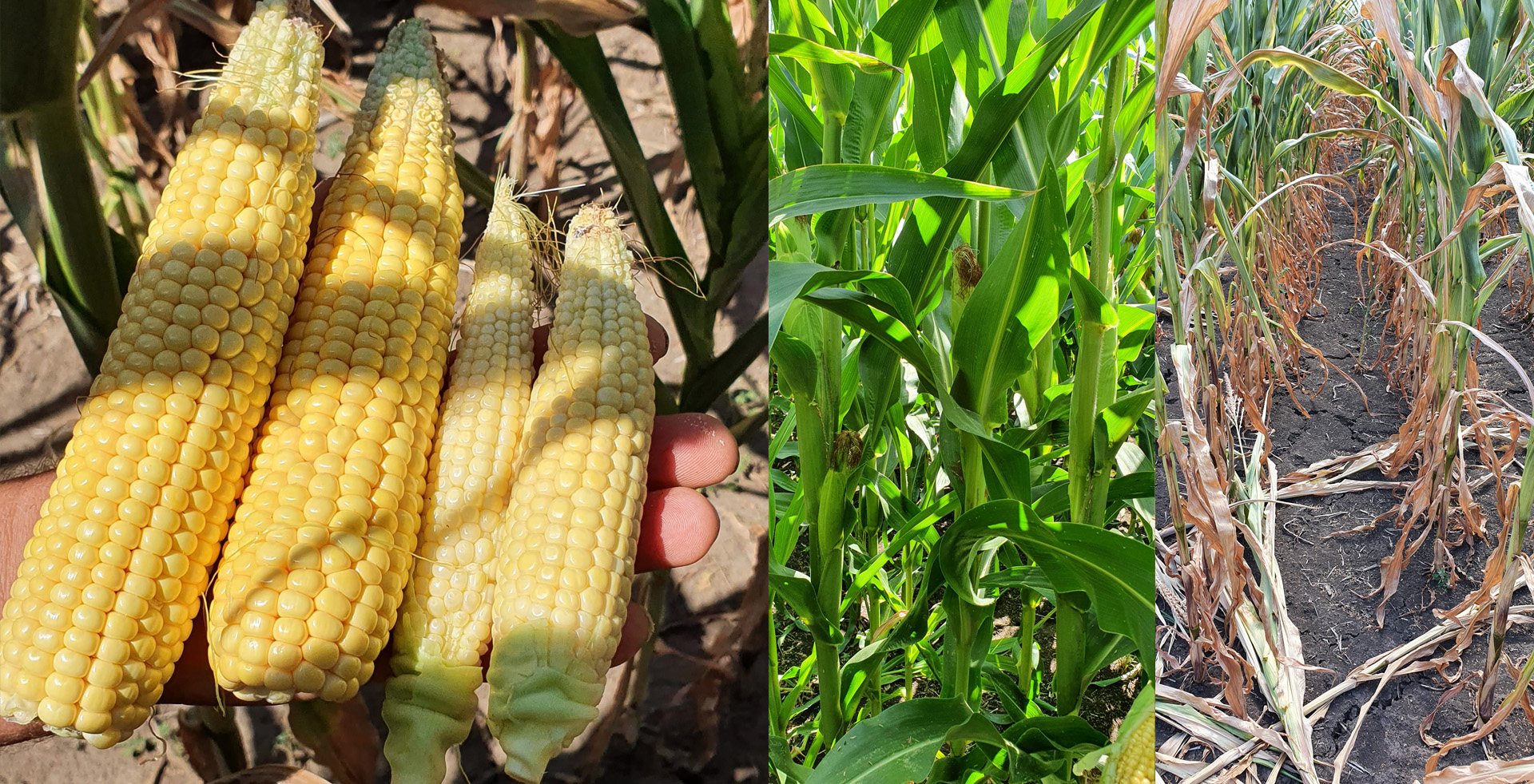 Порівняння кукурудзи з поливом та без у «АМГ Миронівське»